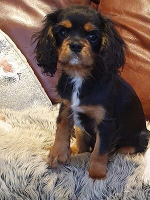 Tula @ 8 weeks