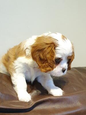 Blenheim girl 7 weeks old