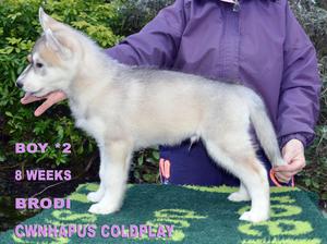 BRODI PROFILE