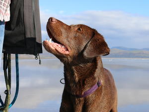 Arwen at 18 months old
