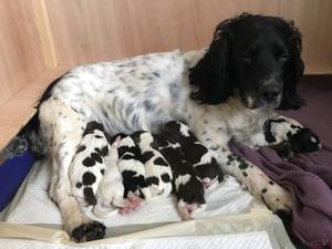 Indie and pups