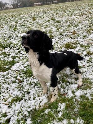 Bracken - Sire - Rainfen Rocky
