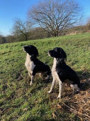 Sire Bracken and Dam Amber