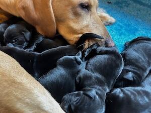 Mum with pups