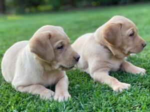 Yellow Labrador Puppies
