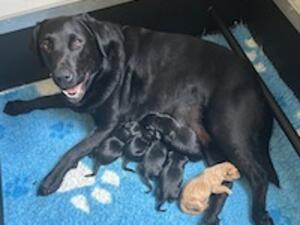 Mum with Pups