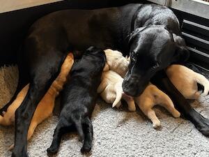 Mum with pups