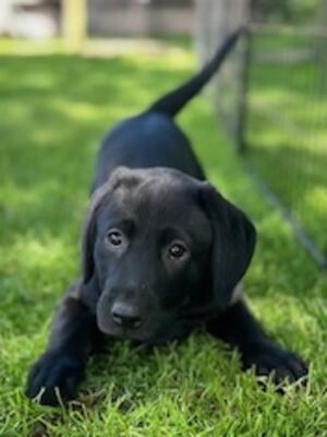 Pups