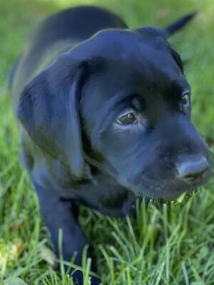 Black Labrador Pup