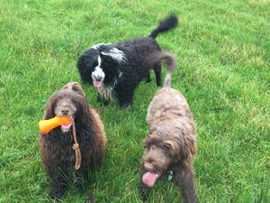 Gang having fun in the fields