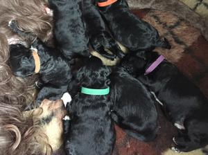 Puppies 6 days old