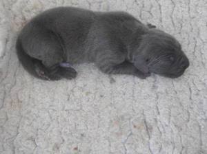 blue girl pup 2 days old.