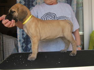 bitch pup 6weeks