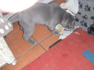 Naughty pup at 4 weeks