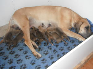 pups 5days old