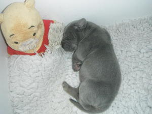 pup at 5days