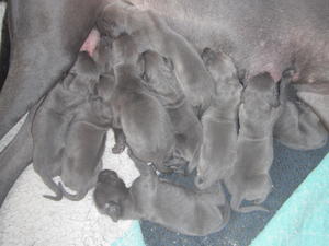 2days old