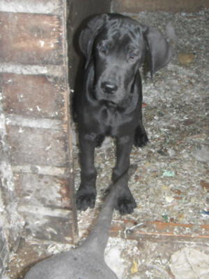 pup12 weeks