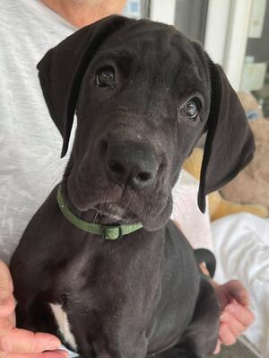 pups 8 weeks