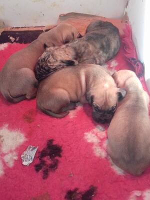 3 weeks