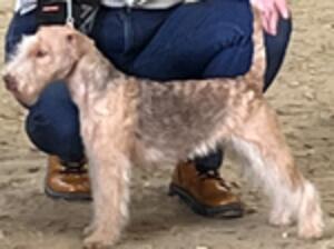 Liver and tan lakeland