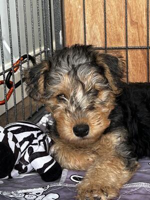 Black & tan/red grizzle - gold collar