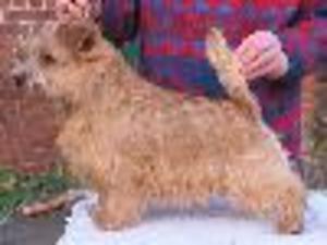 Regans Sire