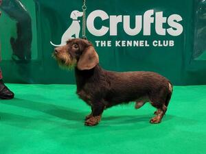 Dajean Chocolate Charmer Crufts 1st prizewinner