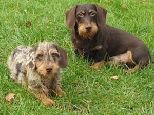 2 of our healthtested stud dogs
