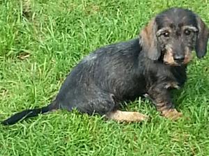 'Jilly' as a pup.