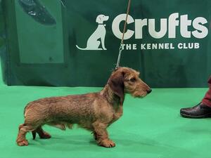Winning 1st Post Graduate Crufts 2024