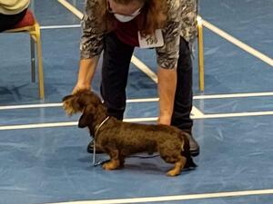Father !st Crufts23 backscored 0 grandparents 0/1