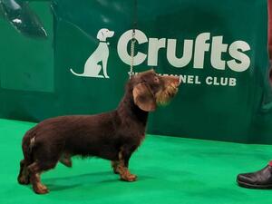 Dajean Chocolate Charmer 1st Mpd Crufts 2023