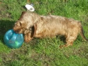 Tatty is always playing with her toys.