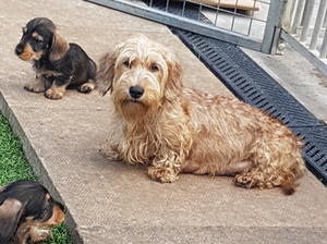 With her first litter