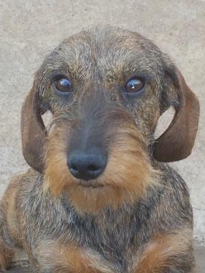Janey has a beautiful head and eyes.