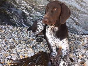 Our Merlot at 6 month’s old.