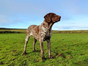 'Clyde' at Chevinpoint