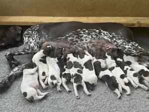 Willow with her beautiful litter.