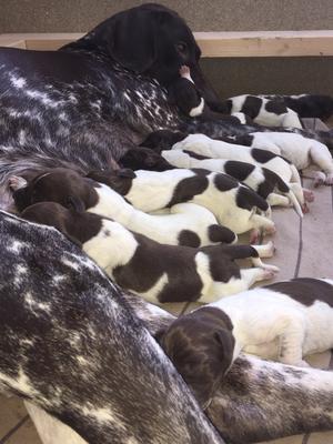 Zara and her first litter of 12 healthy pups.