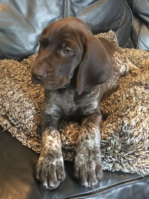 6 weeks old Columbus the the Great. A big boy.