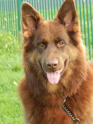 liver chocolate german shepherd