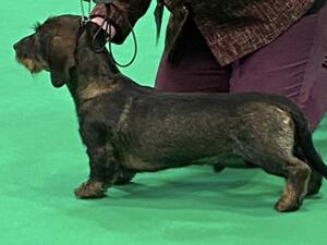 Otto at Crufts 2023