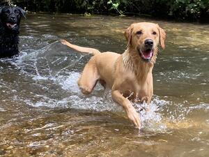 Nala
