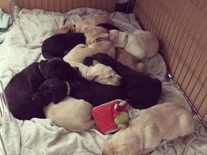 11 pups