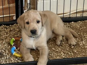 Pup