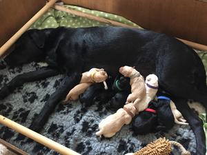 11 pups - black and different shades of yellow