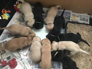 Pups