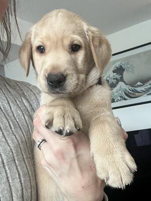Yellow boy available
