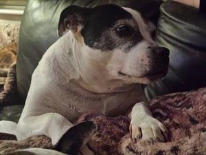 Chance my old Honky wonky pig